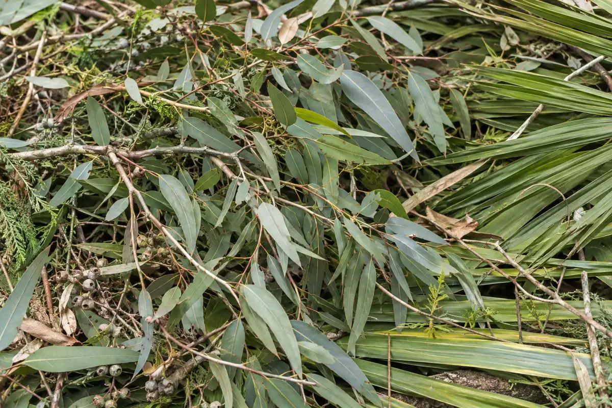 Illustrative close-up of green waste: eucalyptus prunings and palm fronds